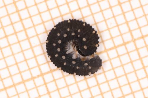 Réf. 288 021 : Athalia scutellariae